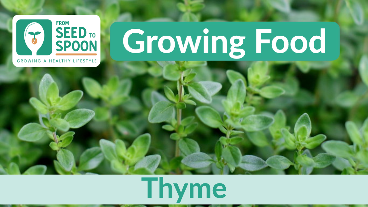 How to Plant and Grow Thyme