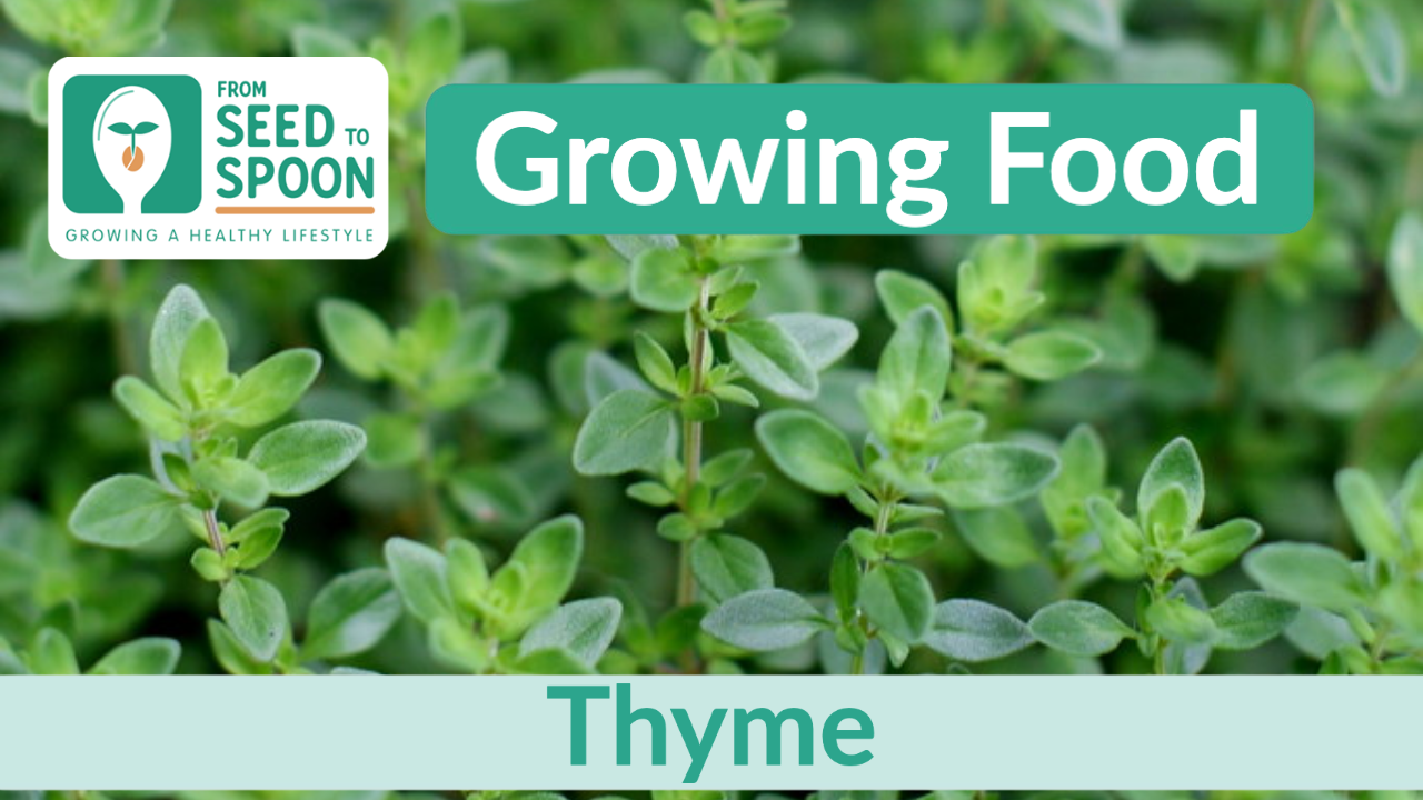 How to Grow Thyme: 4 Reasons Your Garden Needs This Essential Herb – Sow  Right Seeds