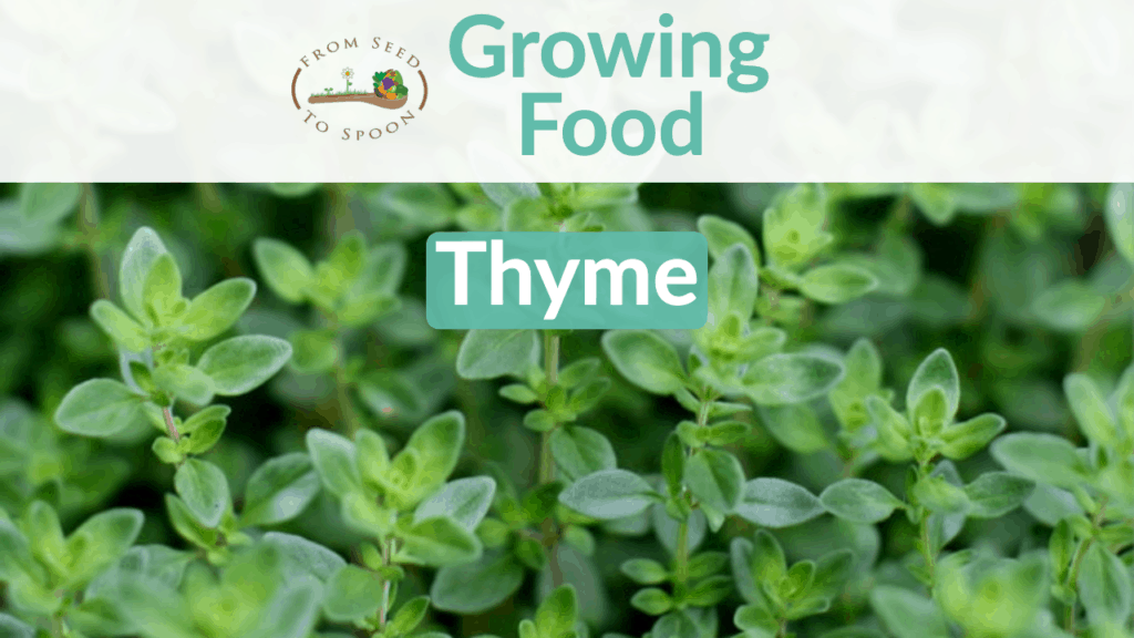 thyme