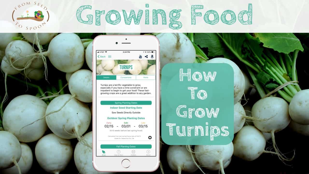 Turnips blog post