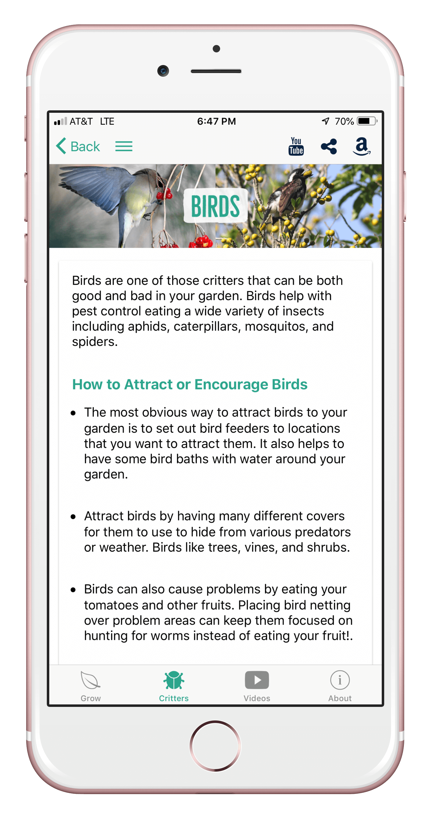 birds