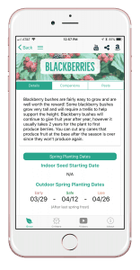 blackberries