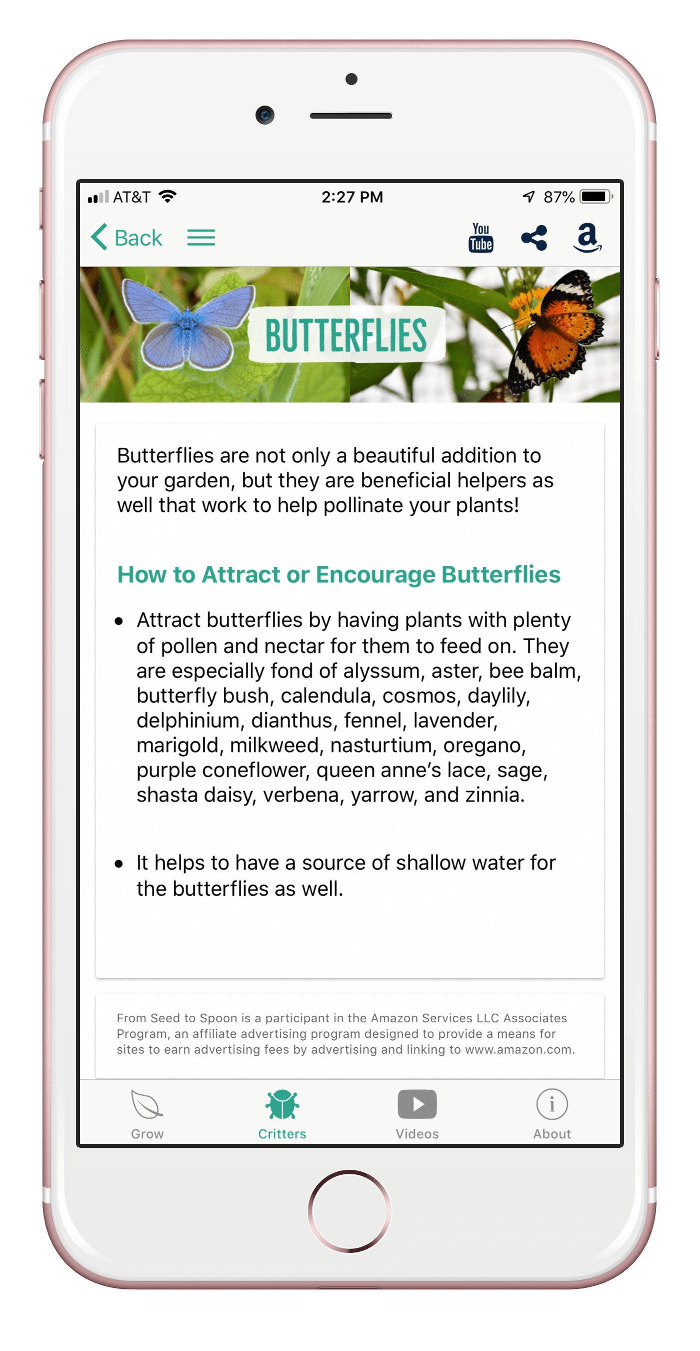 butterflies