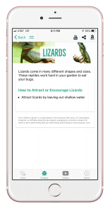 lizards