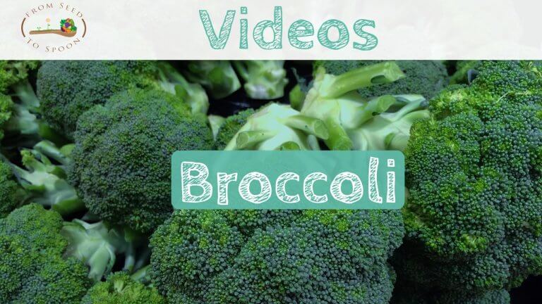 Broccoli blog post2(1)