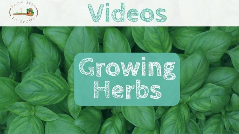Herbs video