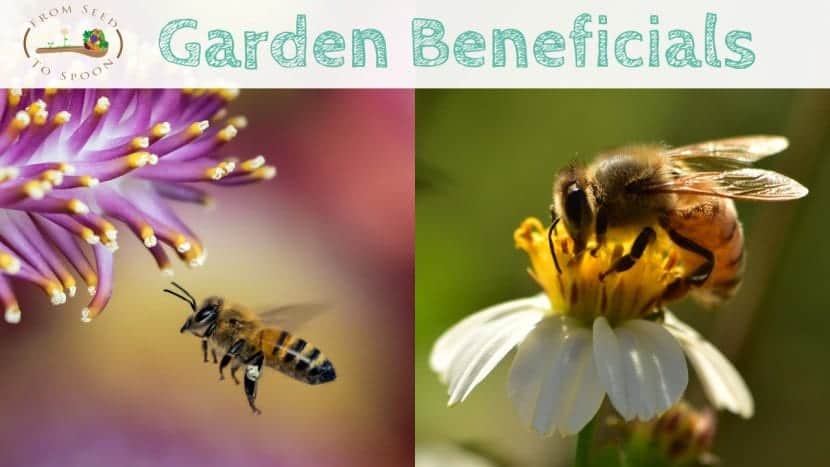 Honeybees blog post