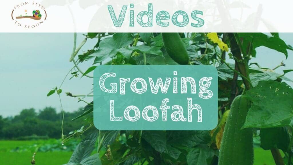 Loofah video