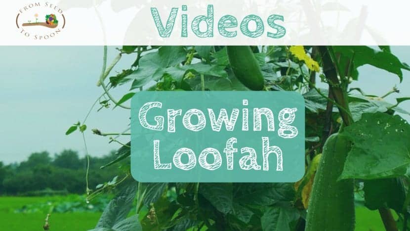 Loofah video
