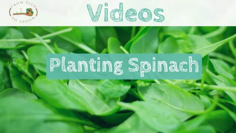 Spinach video
