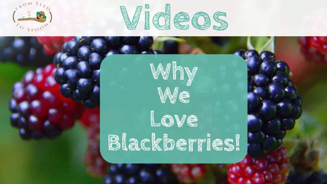 Why We Love Blackberries