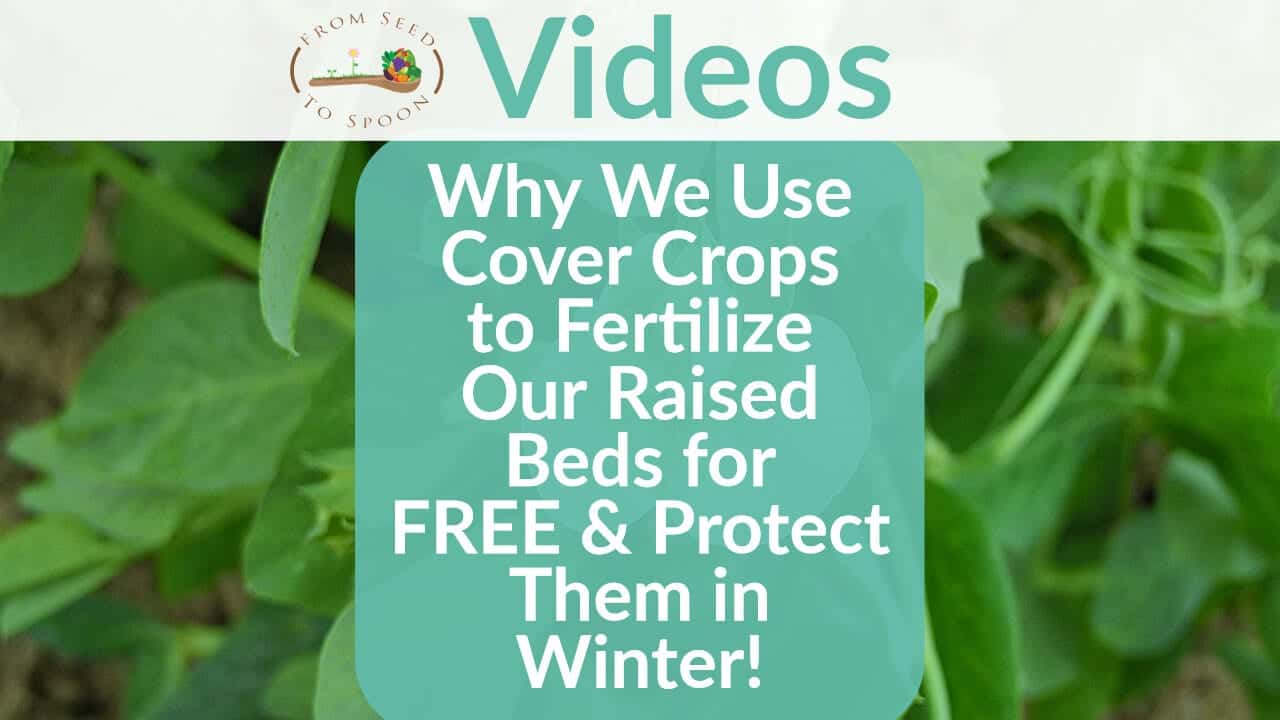 Why We Use Cover Crops to Fertilize Our Raised Beds for FREE & Protect Them in Winter!
