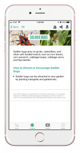 soldier bugs