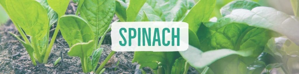spinach-header