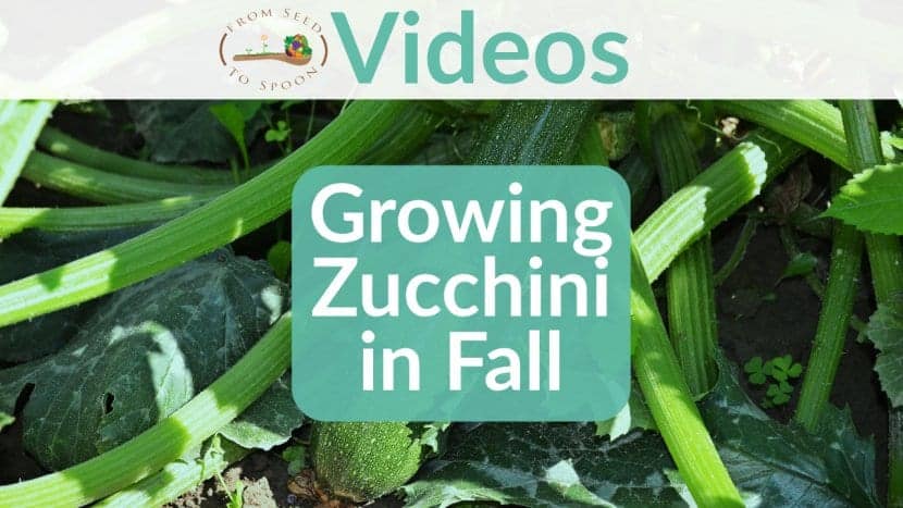 Growing Zucchini in Fall blog post