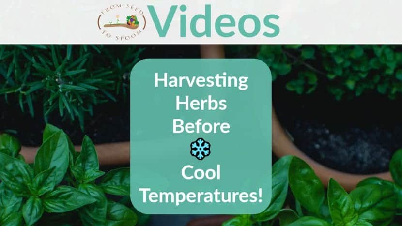 Harvesting Herbs blog post
