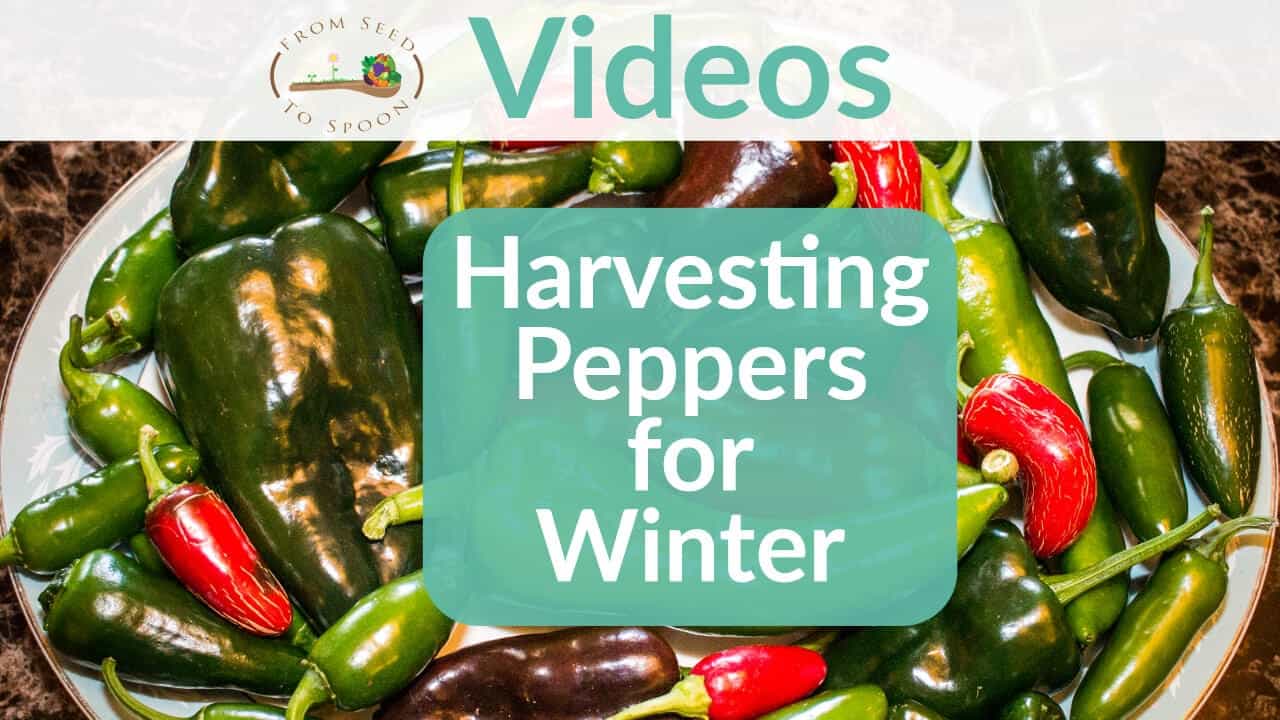 Harvesting peppers video