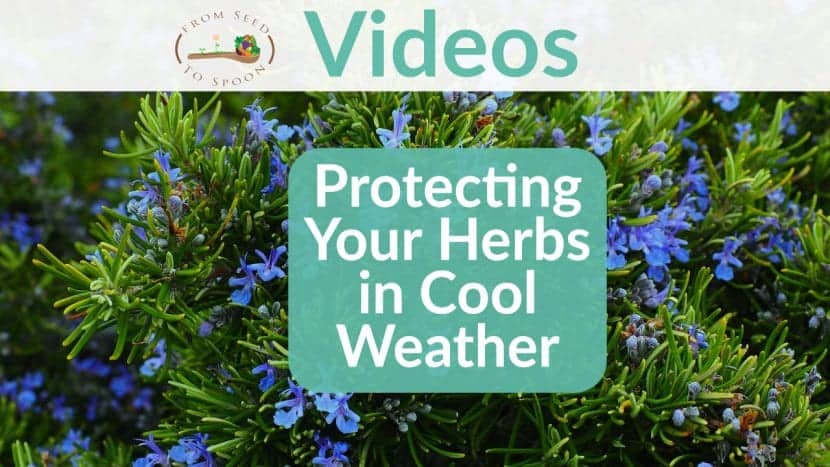 Herbs in Cool Weather video