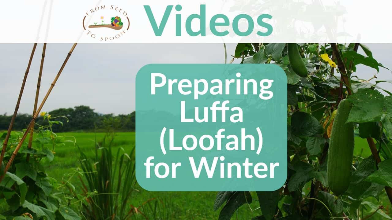Loofah update video