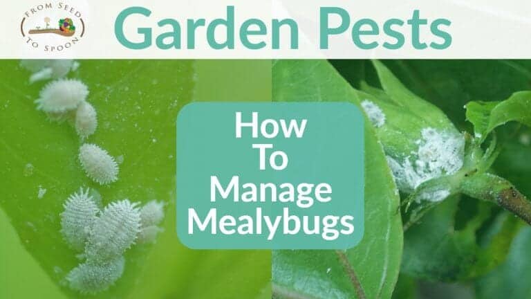 Mealybug blog post