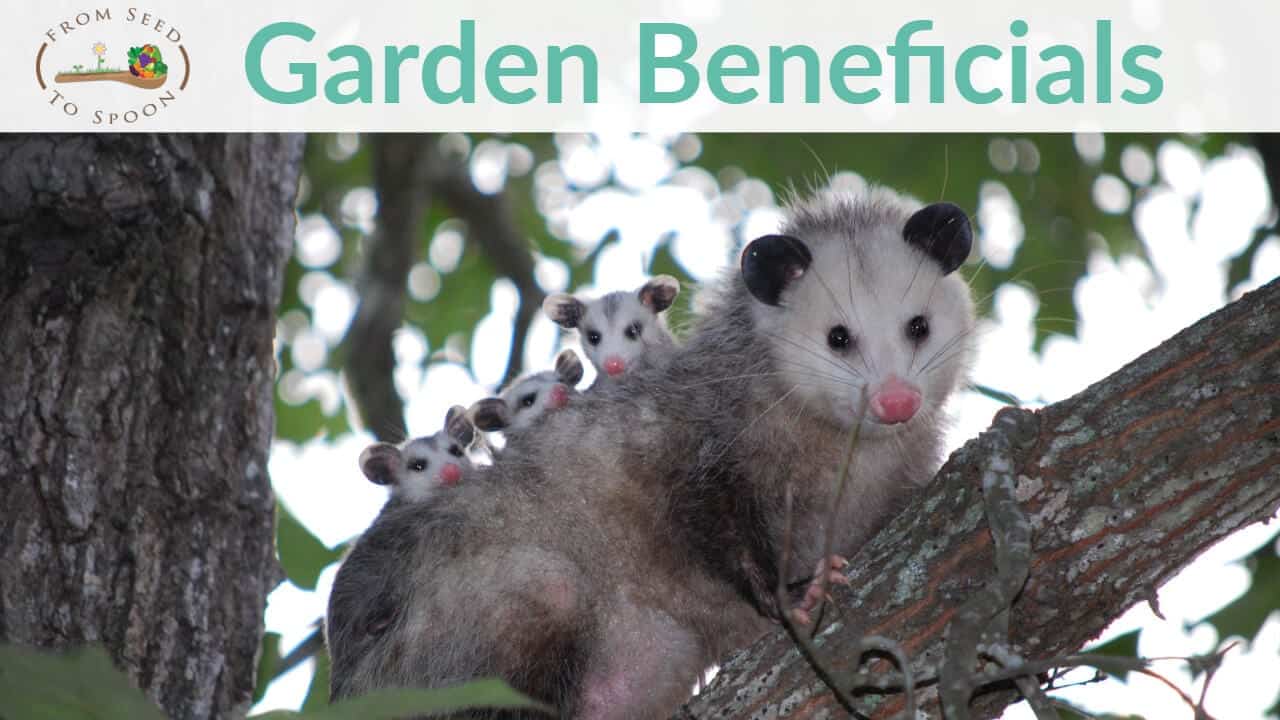 Opossums blog post