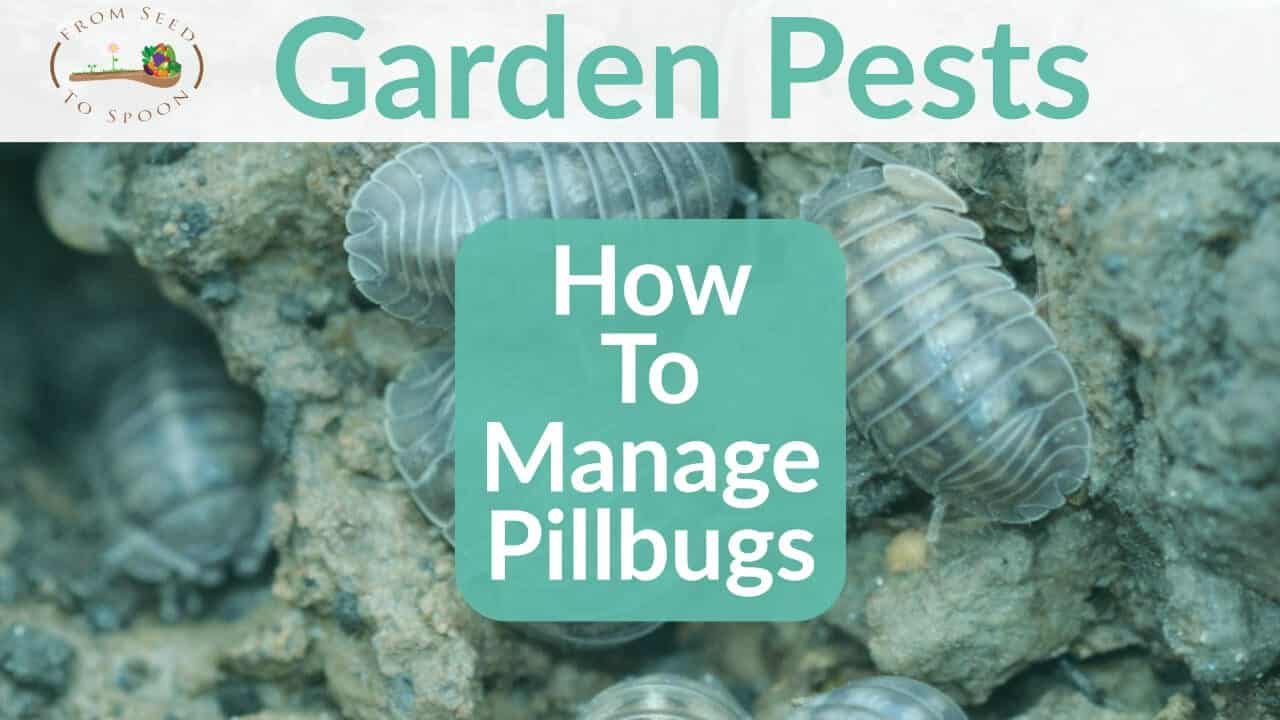 Pillbug blog post