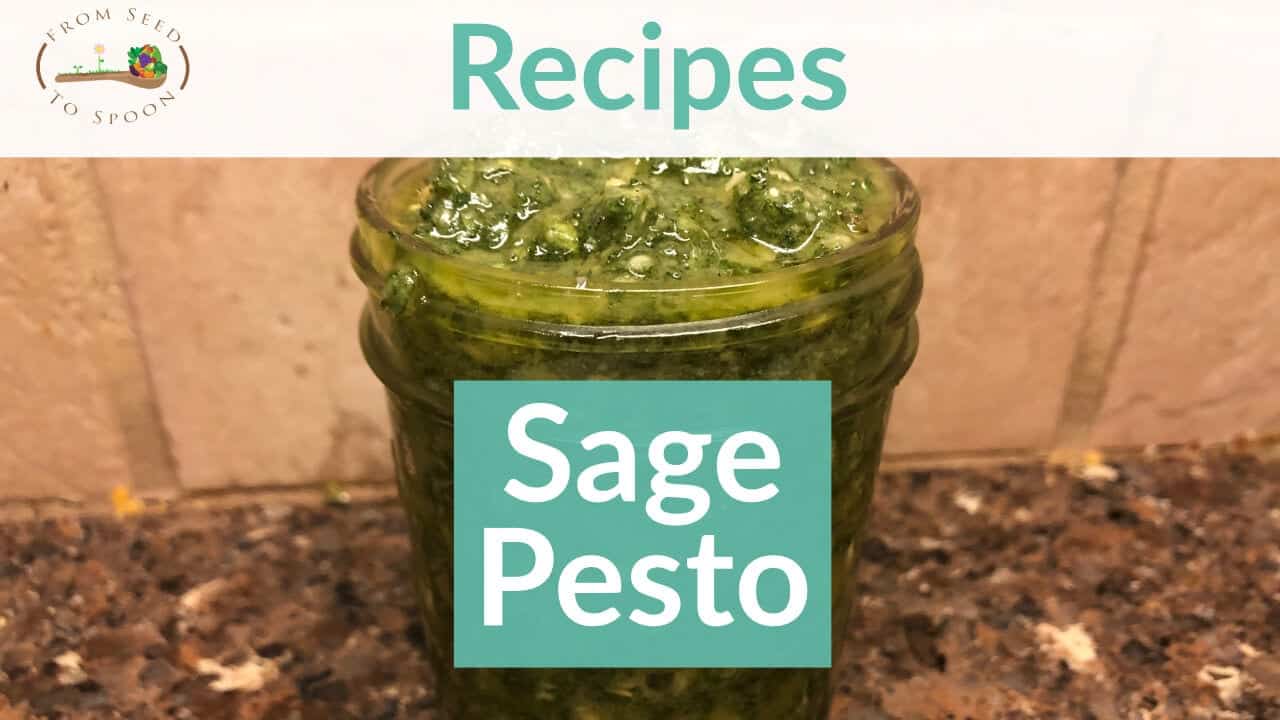 Super Simple & Incredibly Healthy Sage Pesto Recipe! From Seed to