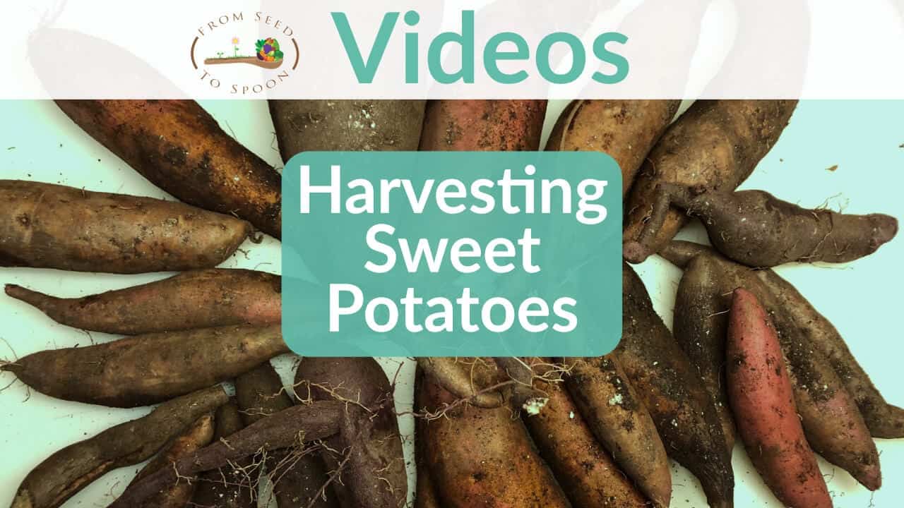 Sweet potato harvest video
