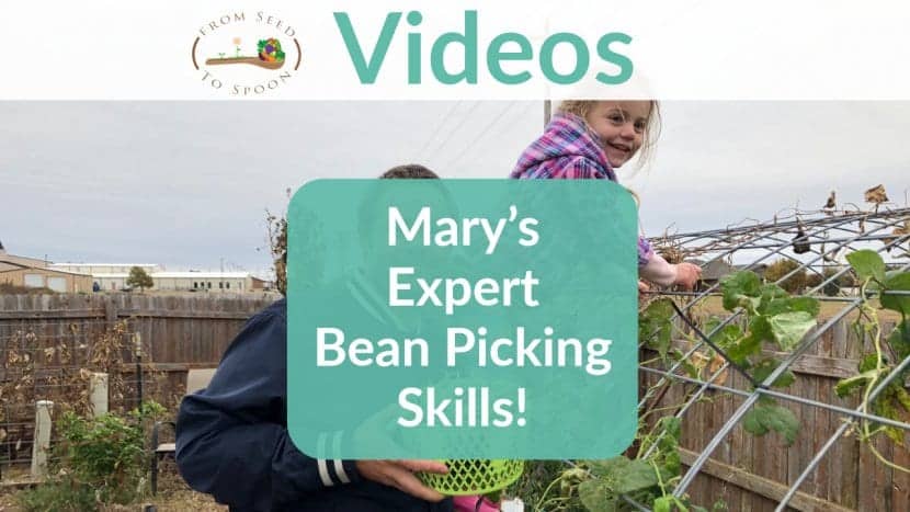 Watch Mary’s Expert Bean Picking Skills