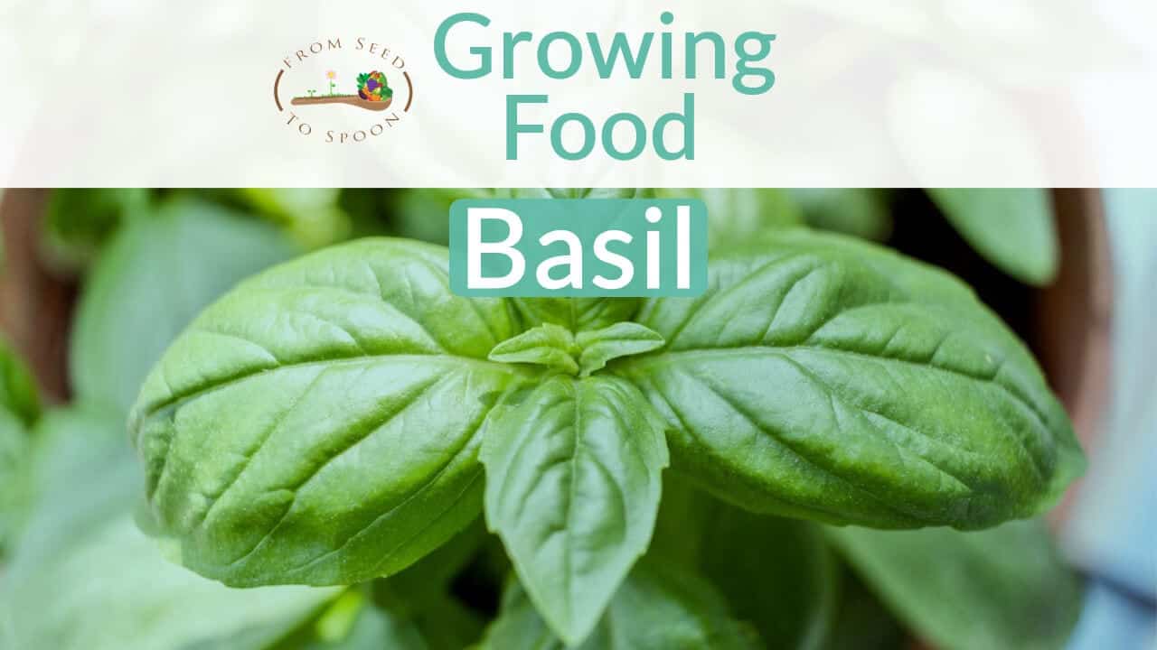 Basil blog post