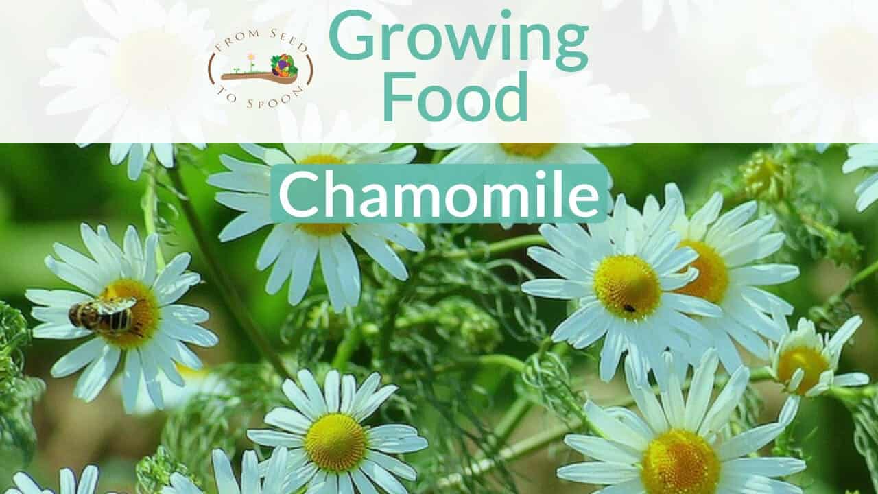 Chamomile blog post