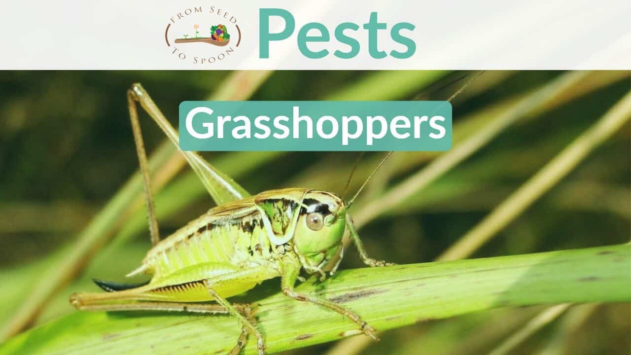 Insect Pests: How to Get Rid of Grasshoppers in Your Vegetable