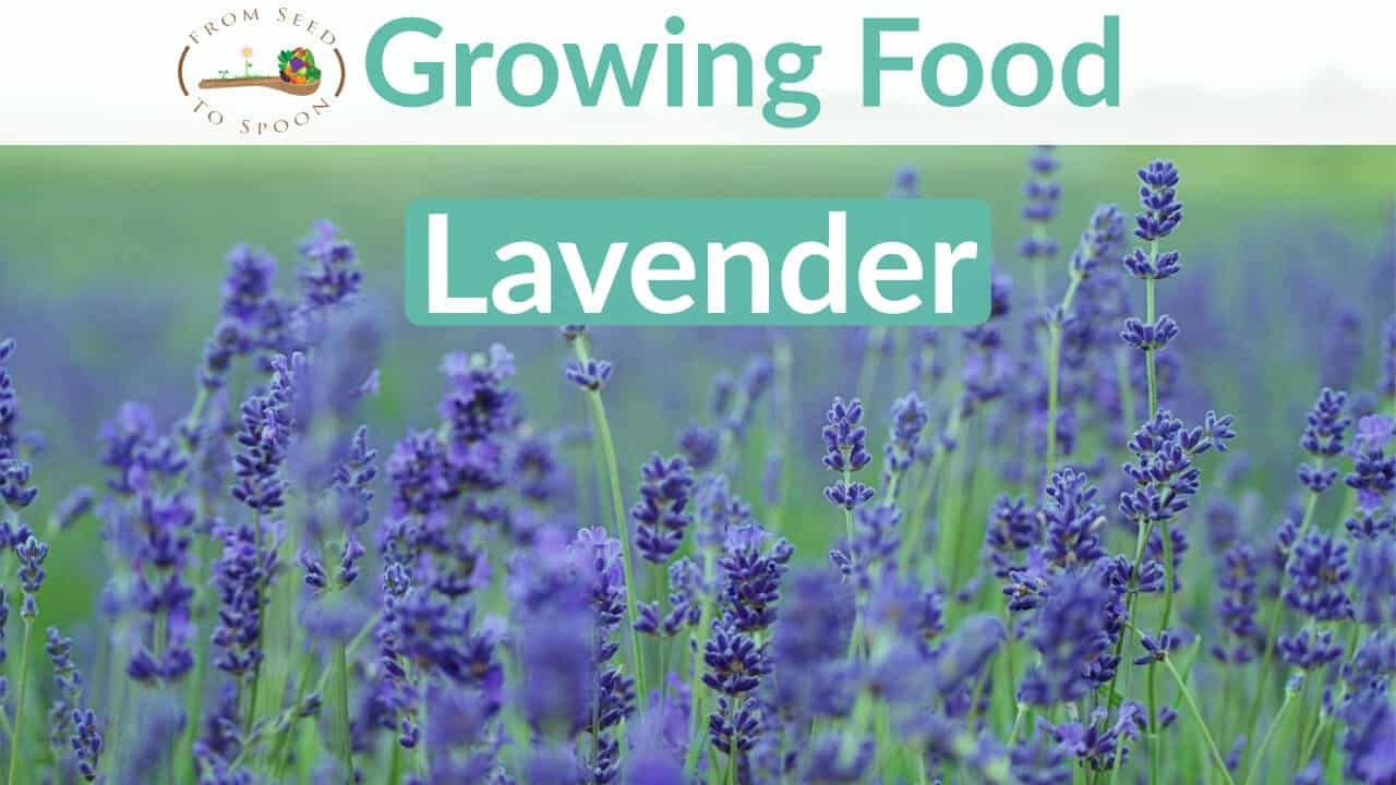 Lavender How To Grow And When To Plant In Your Backyard Or Patio Garden From Seed To Spoon Vegetable Garden Planner Mobile App
