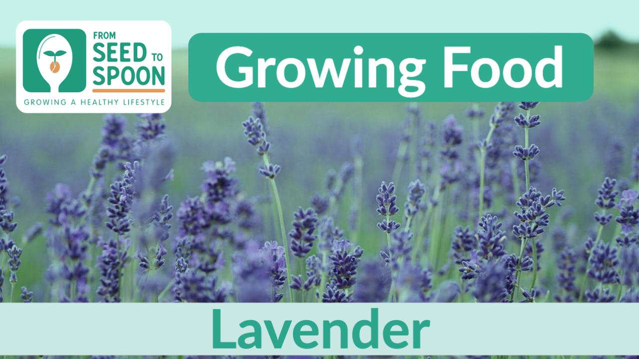 How to Grow Food Grade Lavender
