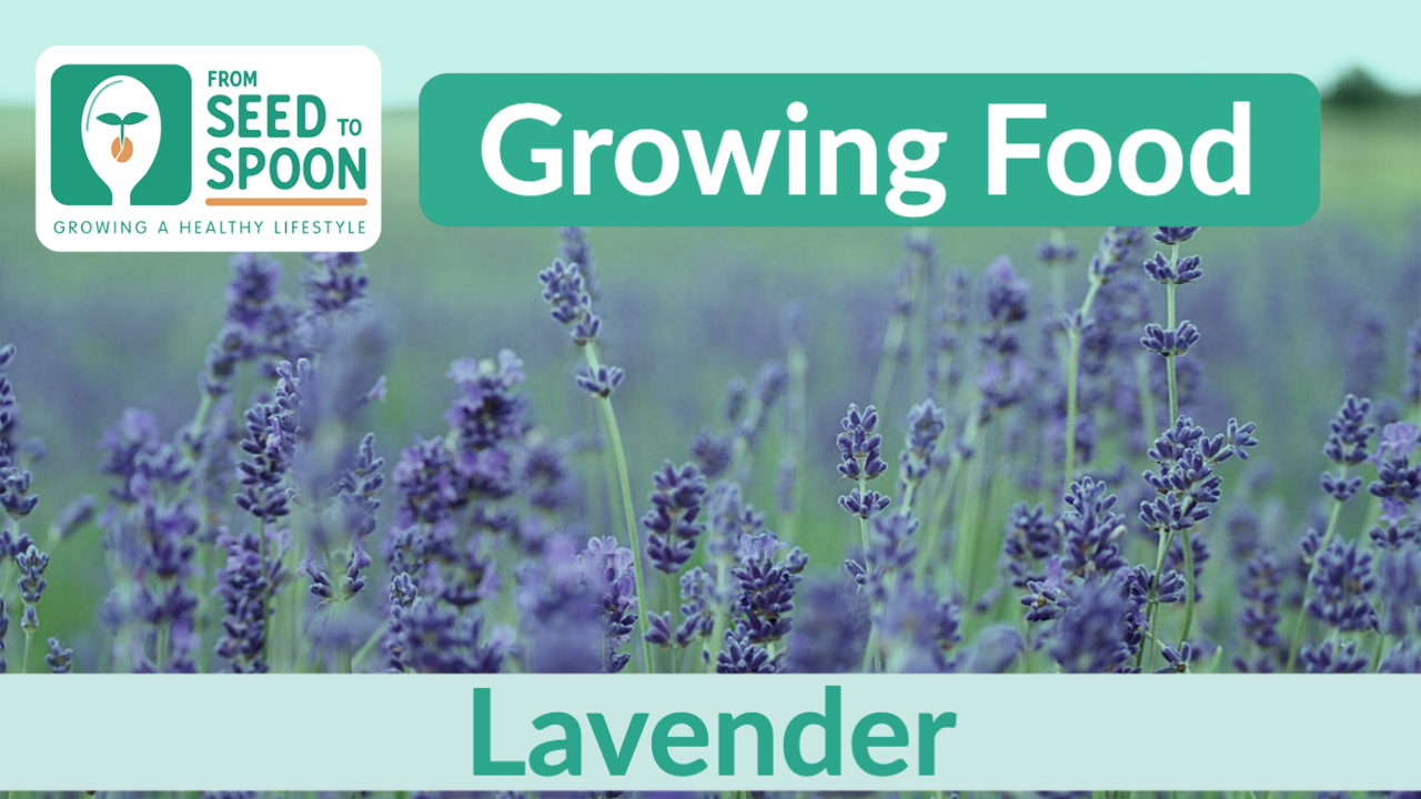 Fernleaf Lavender Plants: Tips For Growing Fernleaf Lavender In Gardens