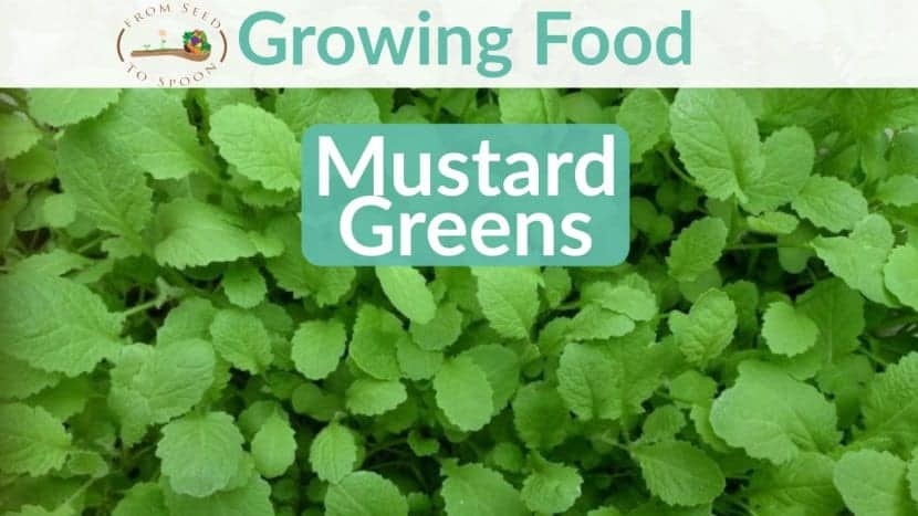 Mustard Greens blog post