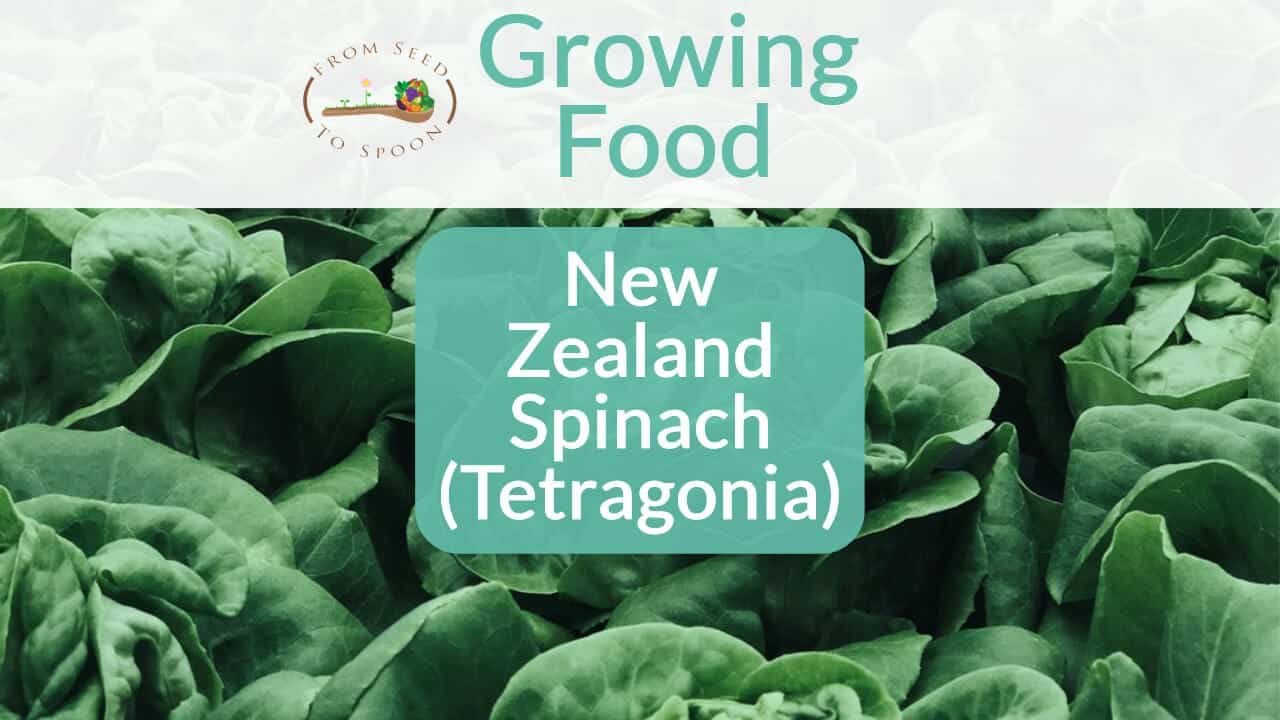 NewZealandSpinach blog post