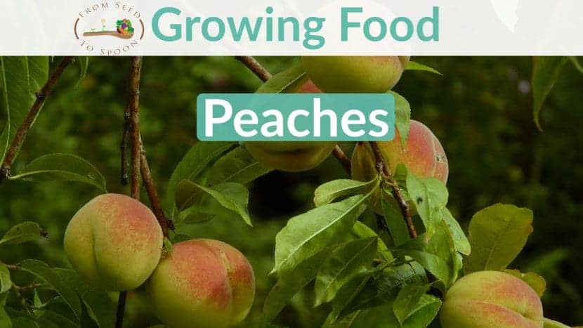Peaches blog post