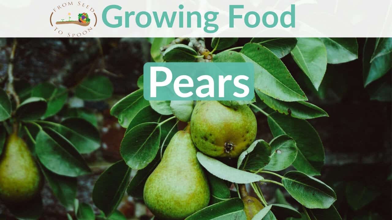 Pear blog post