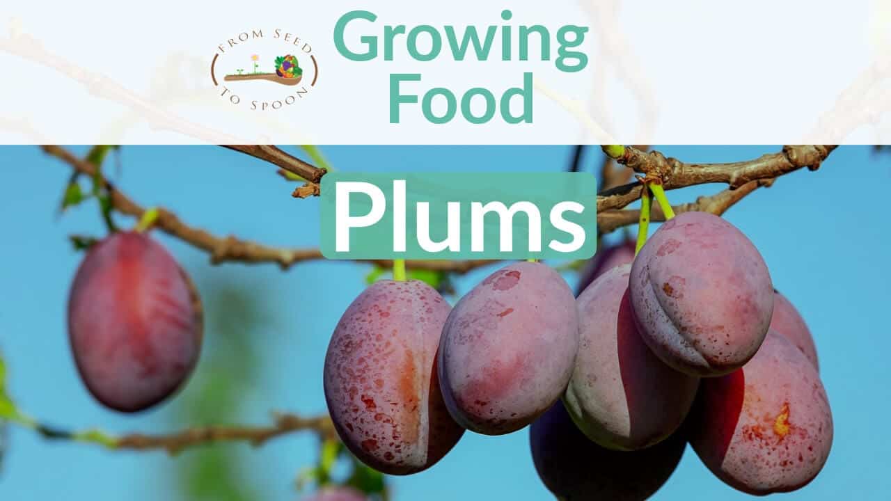 Plums How To Grow And When To Plant In Your Backyard Or Patio Garden 
