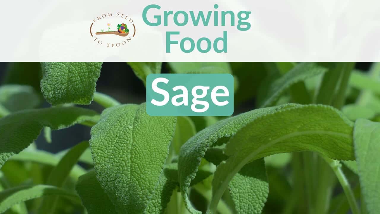 Sage blog post