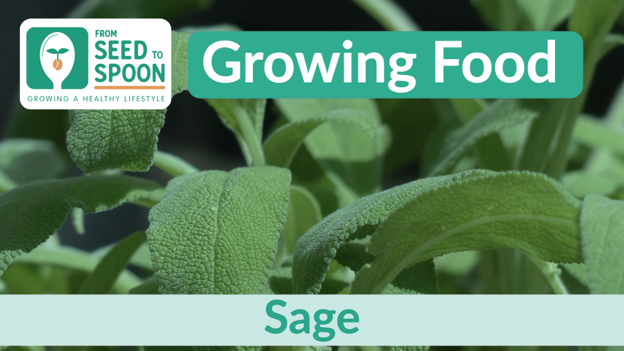 Sage