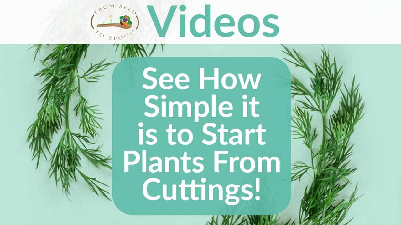 See How Simple it is to Start Plants From Cuttings!