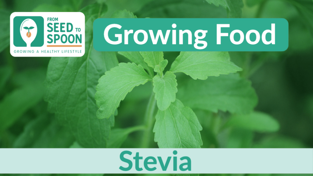 stevia