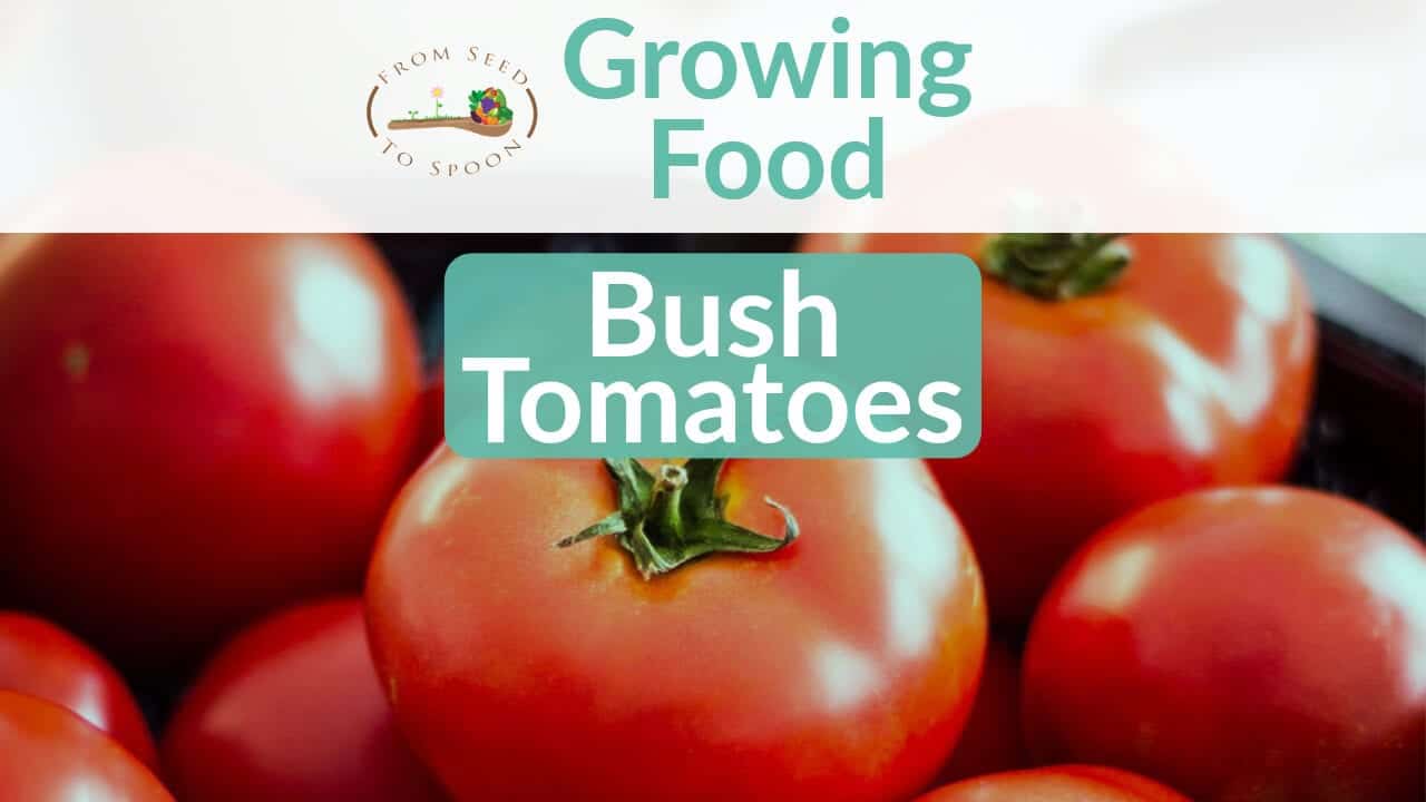 Tomatoes (Determinate/Bush) How to Grow and When to Plant in Your Backyard or Patio Garden