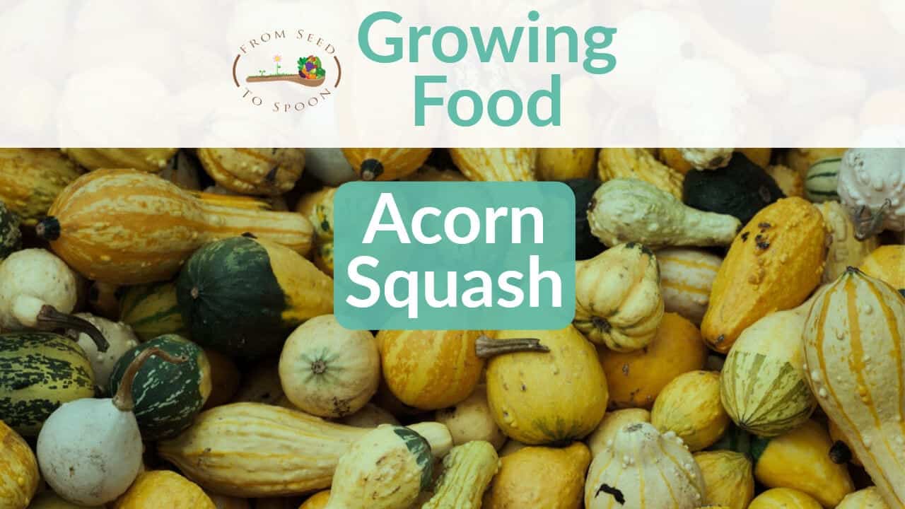 Acorn Squash How To Grow And When To Plant In Your Backyard Or Patio Garden From Seed To Spoon Vegetable Garden Planner Mobile App