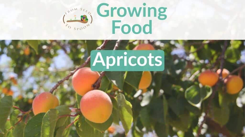 Apricots