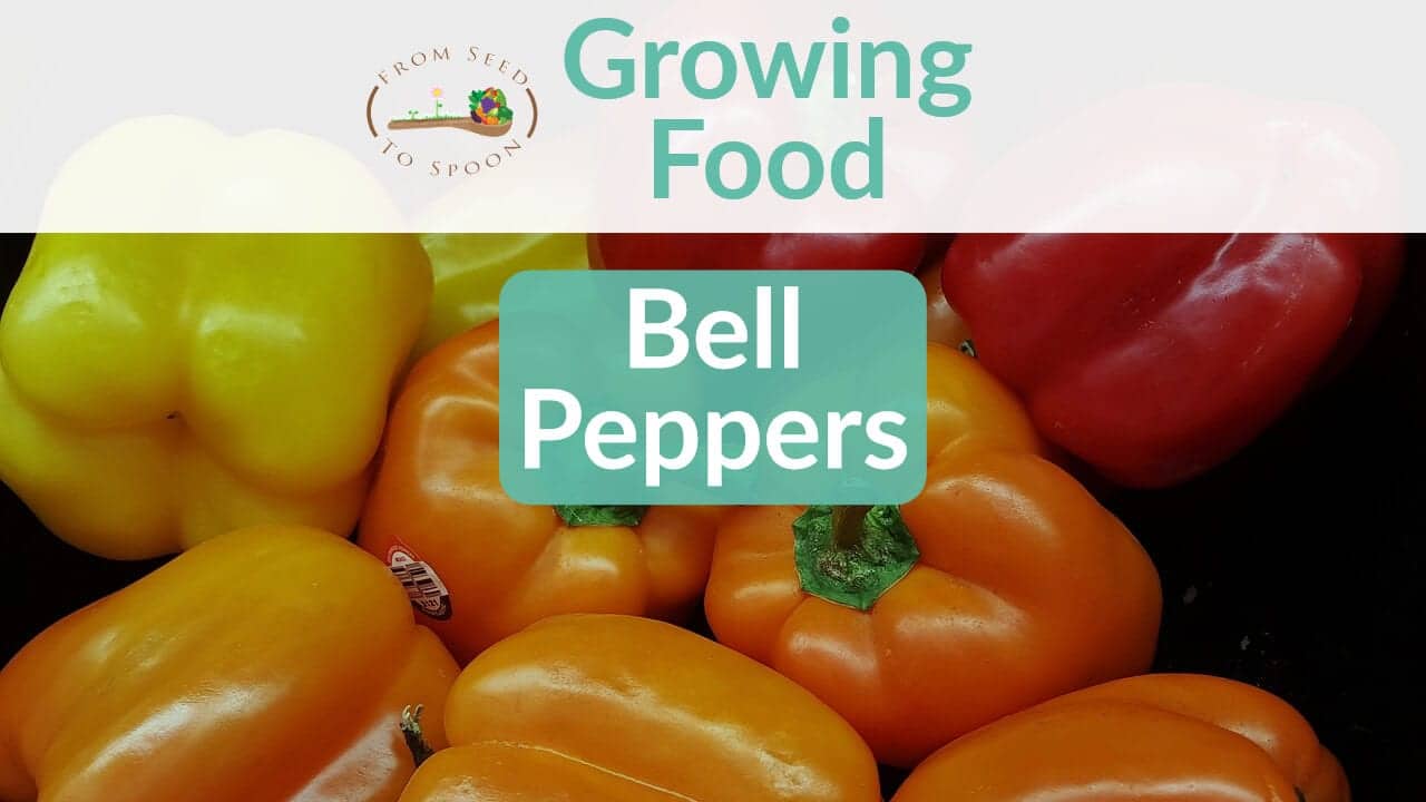 Bell Peppers blog post