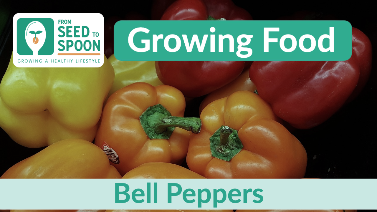 Bell Peppers - Have A Plant