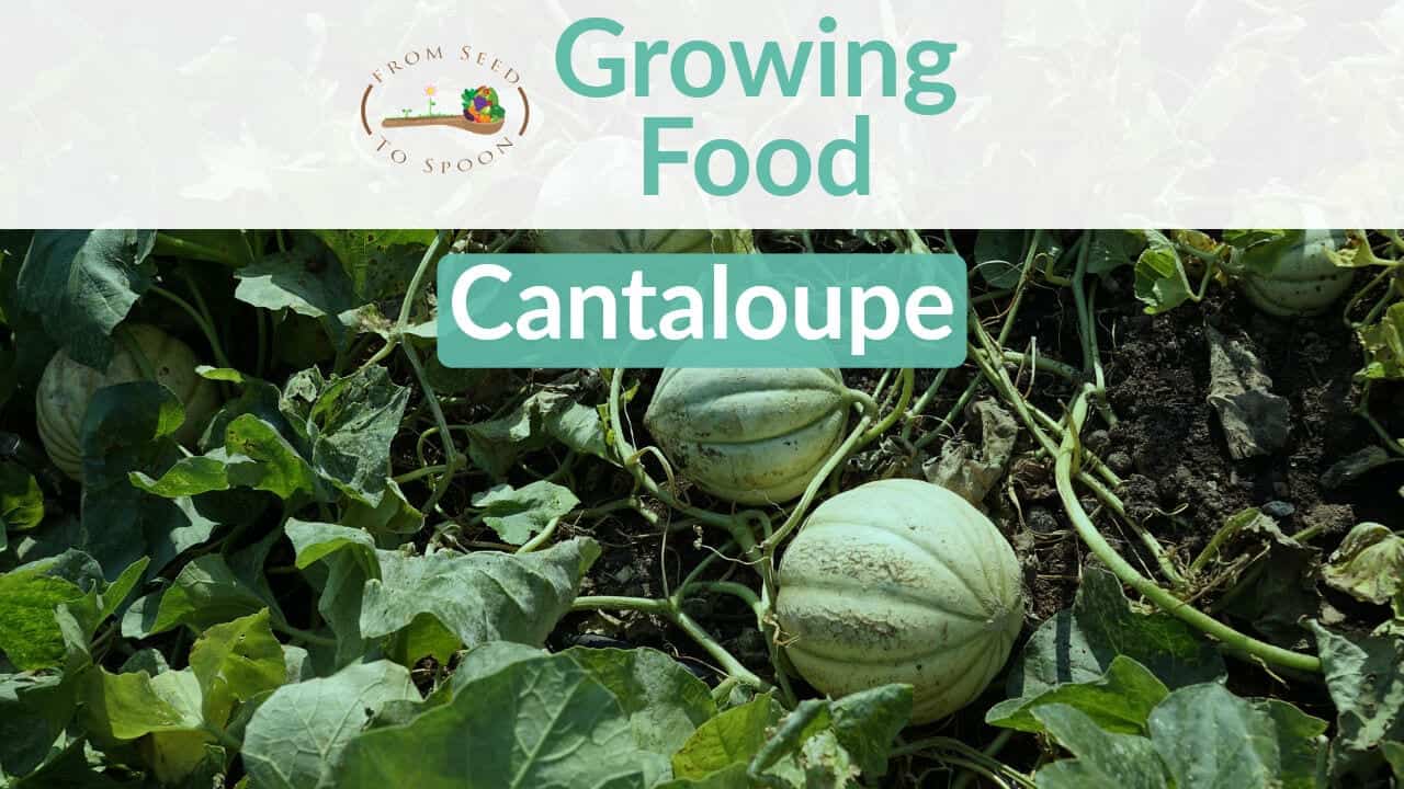 Cantaloupe blog post